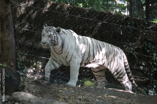 Fototapeta Naklejka Na Ścianę i Meble -  tigres blanc
