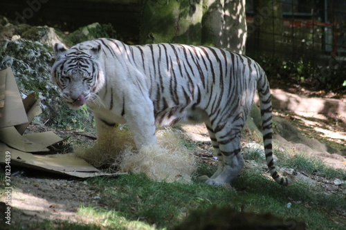 Tigres blanc