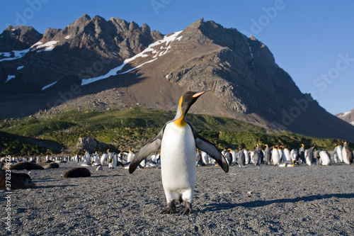 King Penguins  South Georgia Island  Antarctica