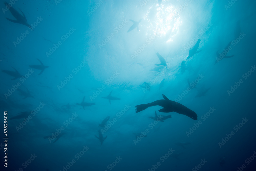 Obraz premium Antarctic Fur Seal and King Penguins Underwater, South Georgia Island, Antarctica