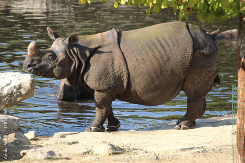 Rhinoc  ros 