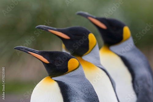 King Penguins  South Georgia Island  Antarctica