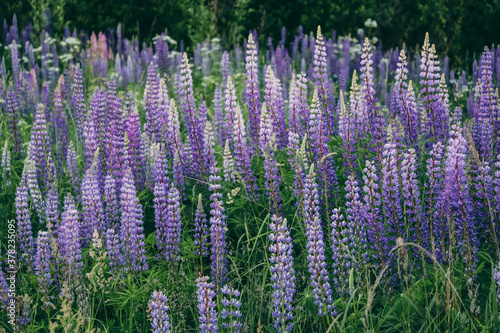 A lot of lupins