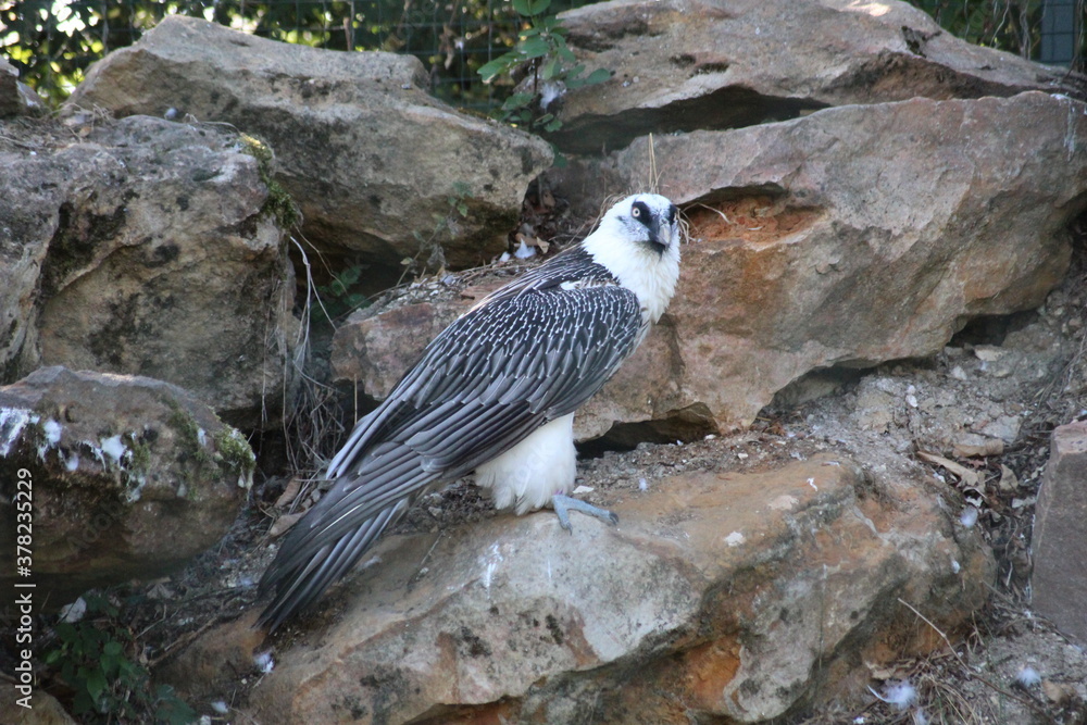 Fototapeta premium red tailed hawk