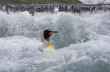 King Penguin Swimming in Surf, South Georgia Island, Antarctica