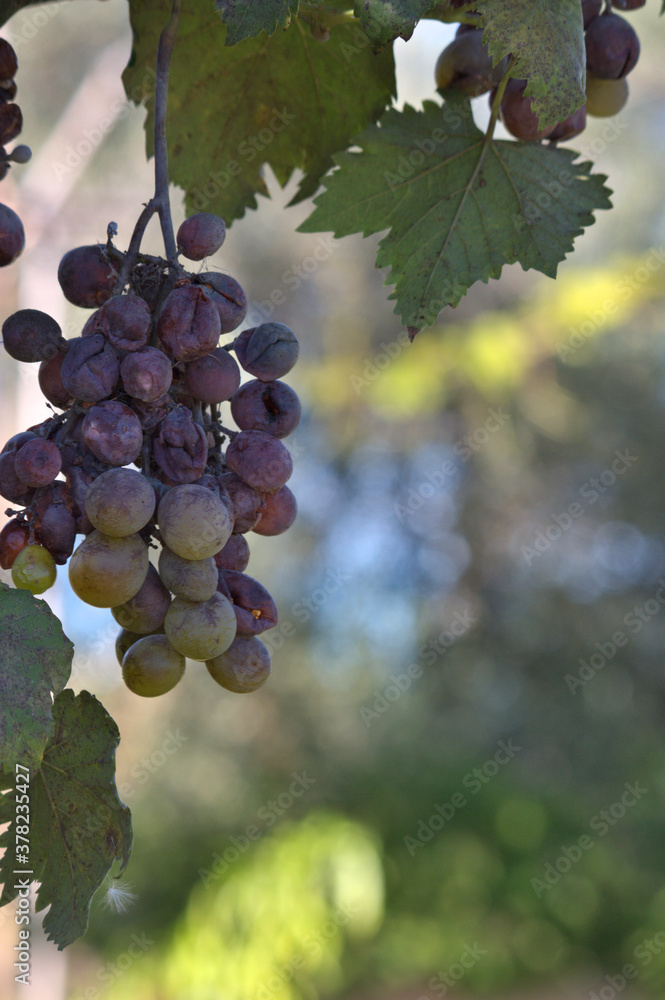 Fototapeta premium Closeup of a bunch of grape with copy space