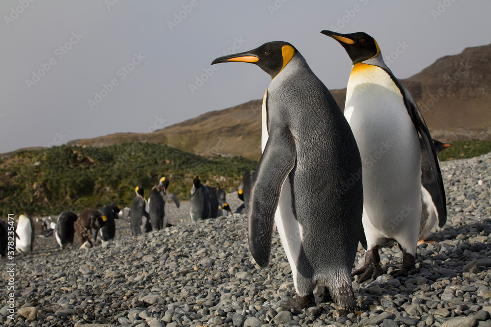 Obraz premium King Penguins, South Georgia Island, Antarctica