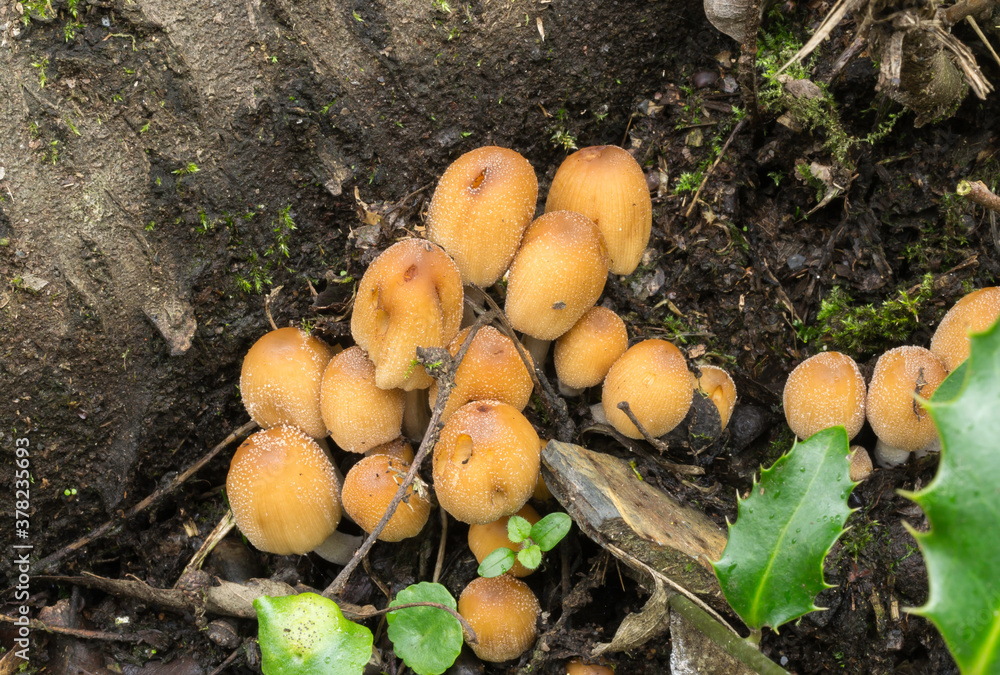 One of the varieties of Honey Fungus growing at the base of a tree. One of the varieties of Honey Fungus growing at the base of a tree.