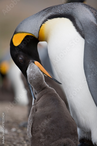 King Penguin Feeding Chick, South Georgia Island, Antarctica
