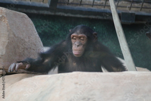 la planète des singes photo