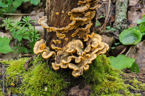 Chicken of the woods fungus growing around the base of a dead tree. photo