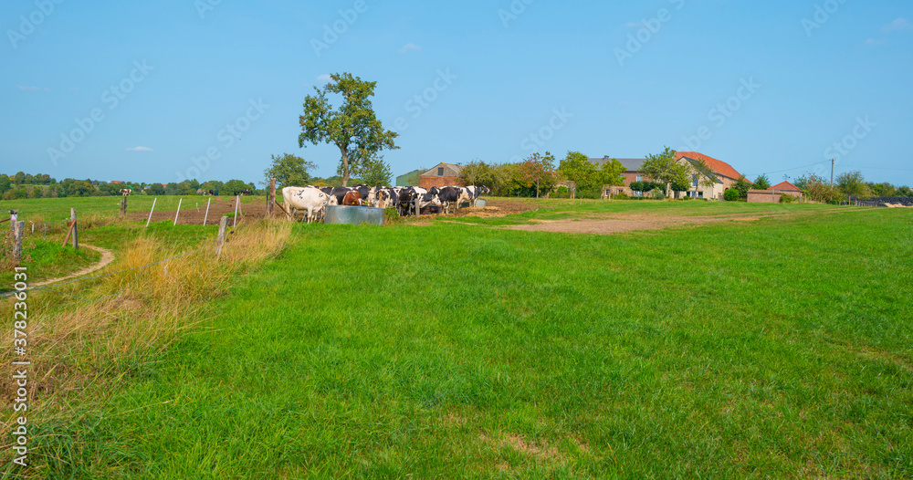 Herd of cows in a green hilly meadow under a blue sky in sunlight in autumn, Voeren, Limburg, Belgium, September 11, 2020 Herd of cows in a green hilly meadow under a blue sky in sunlight in autumn, Voeren, Limburg, Belgium, September 11, 2020