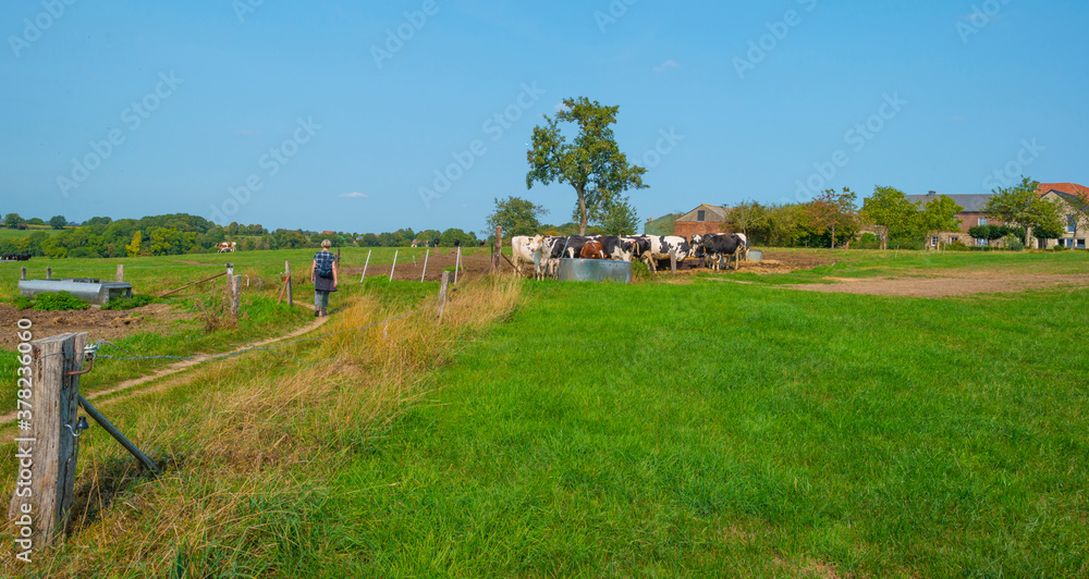 Fototapeta premium Herd of cows in a green hilly meadow under a blue sky in sunlight in autumn, Voeren, Limburg, Belgium, September 11, 2020