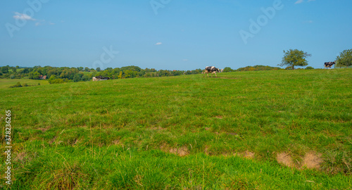 Herd of cows in a green hilly meadow under a blue sky in sunlight in autumn, Voeren, Limburg, Belgium, September 11, 2020
