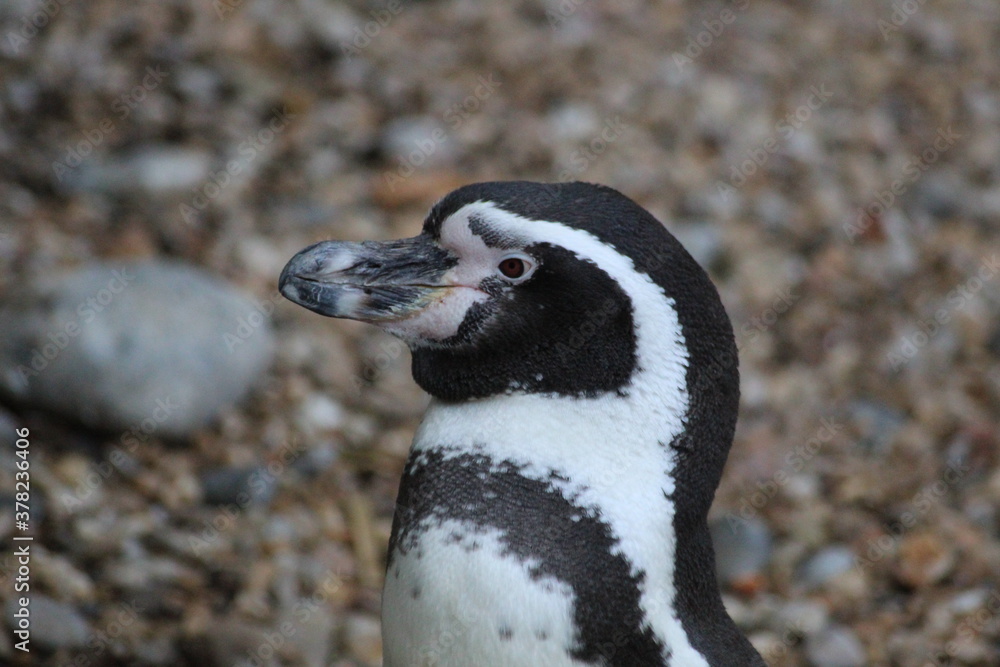 Fototapeta premium penguin on the beach