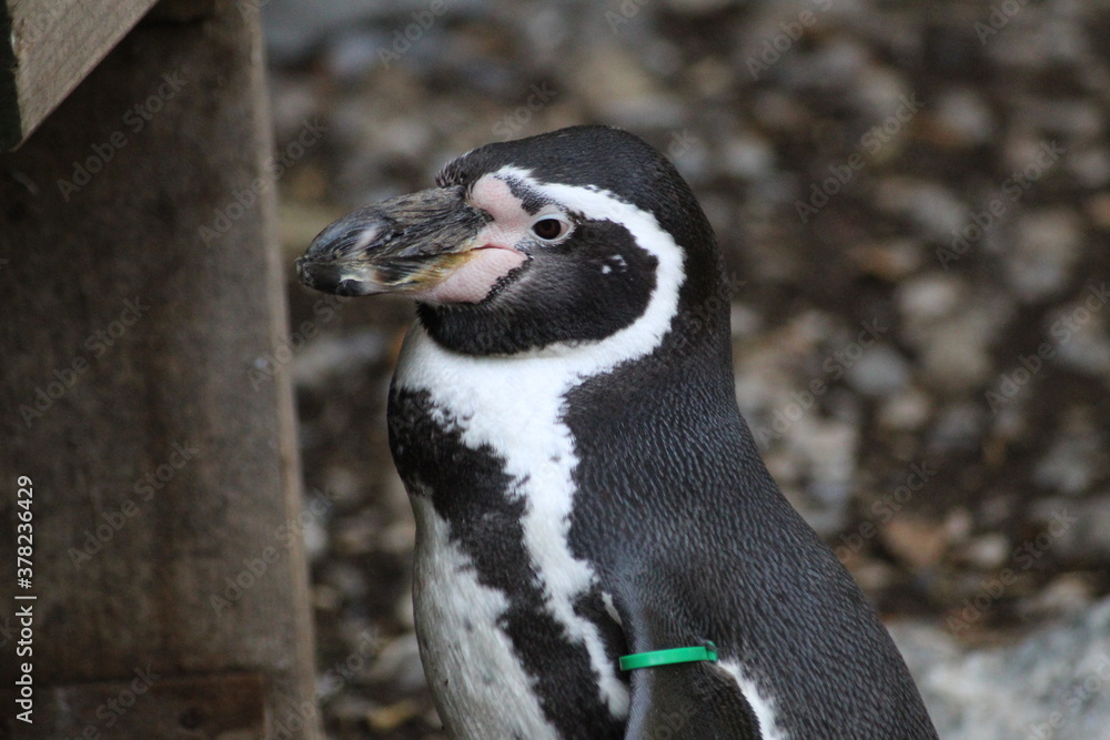 Obraz premium penguin on the beach