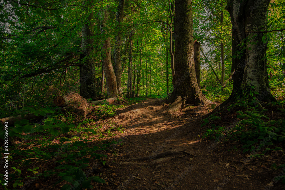 forest soft focus nature scenic view bright green foliage and dirt trail between trees in summer day