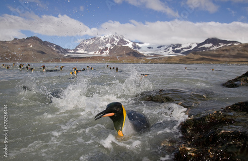 King Penguin Swimming, South Georgia Island, Antarctica