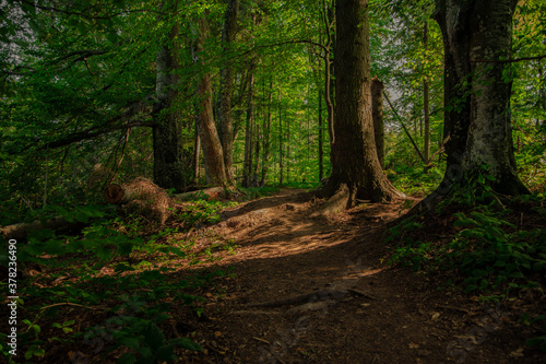 forest soft focus nature scenic view bright green foliage and dirt trail between trees in summer day