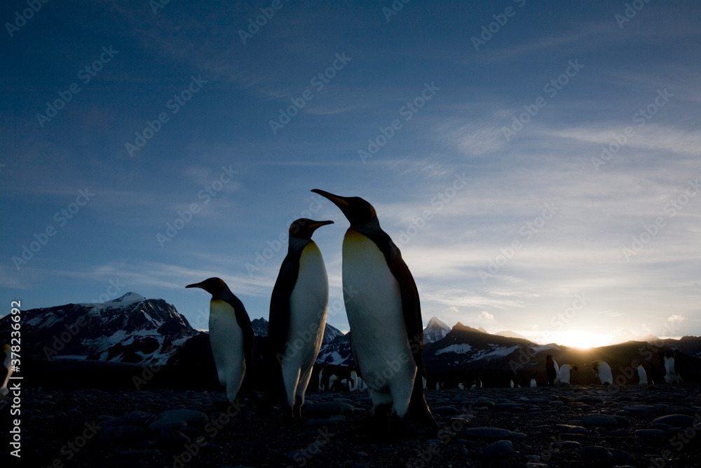 Obraz premium King Penguins at Sunset, South Georgia Island, Antarctica