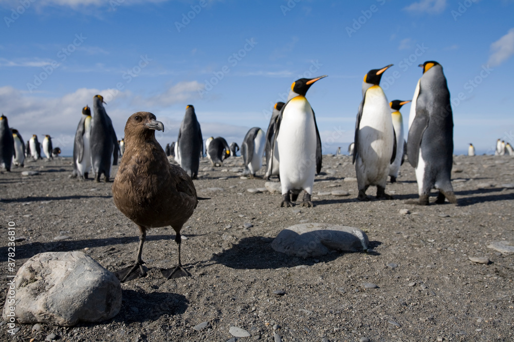 Obraz premium Brown Skua and King Penguins, South Georgia Island, Antarctica
