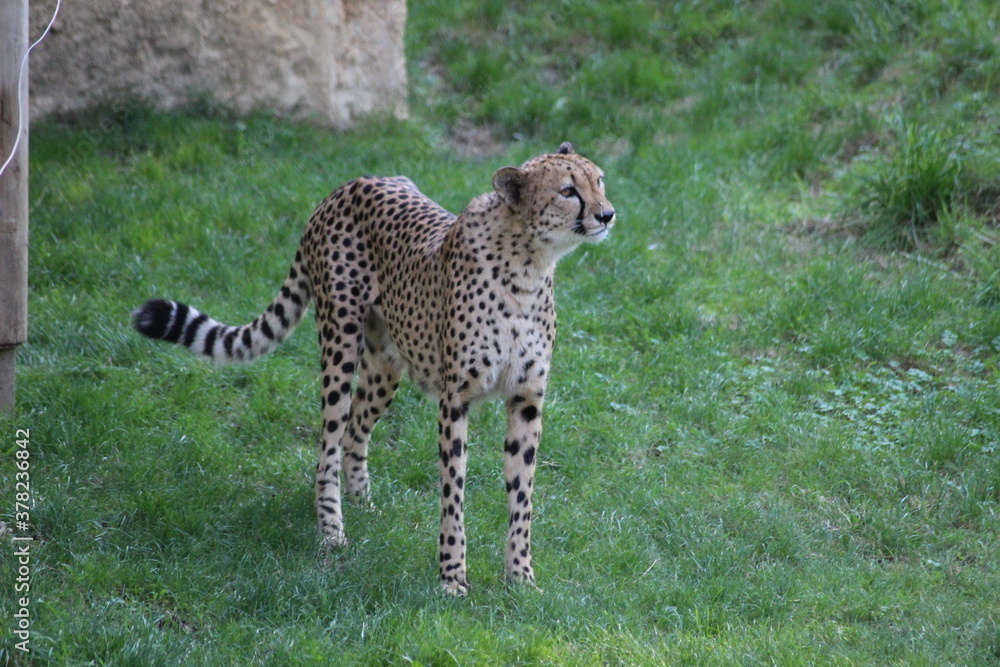 Obraz premium Guépard aux aguets