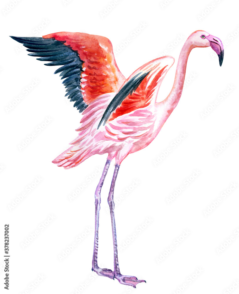 Obraz premium Flamingo spread its wings, watercolor illustration on a white background, animal print for poster, painting, postcard, book illustration, home furnishings decor.