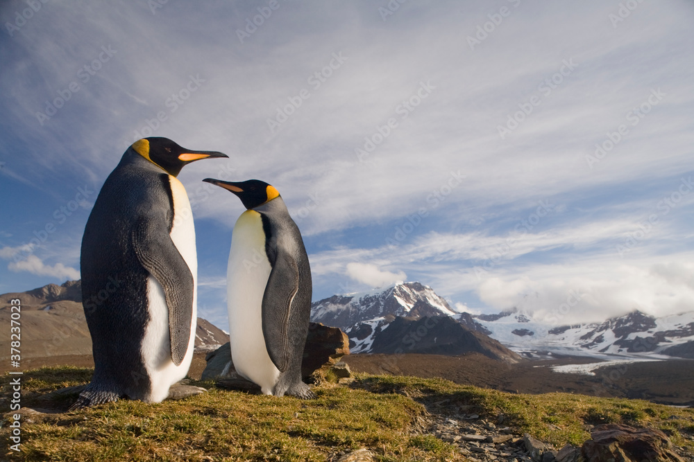 Fototapeta premium King Penguins, South Georgia Island, Antarctica