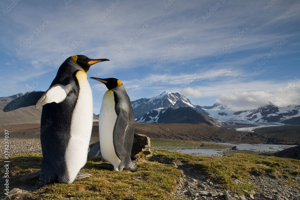 Fototapeta premium King Penguins, South Georgia Island, Antarctica
