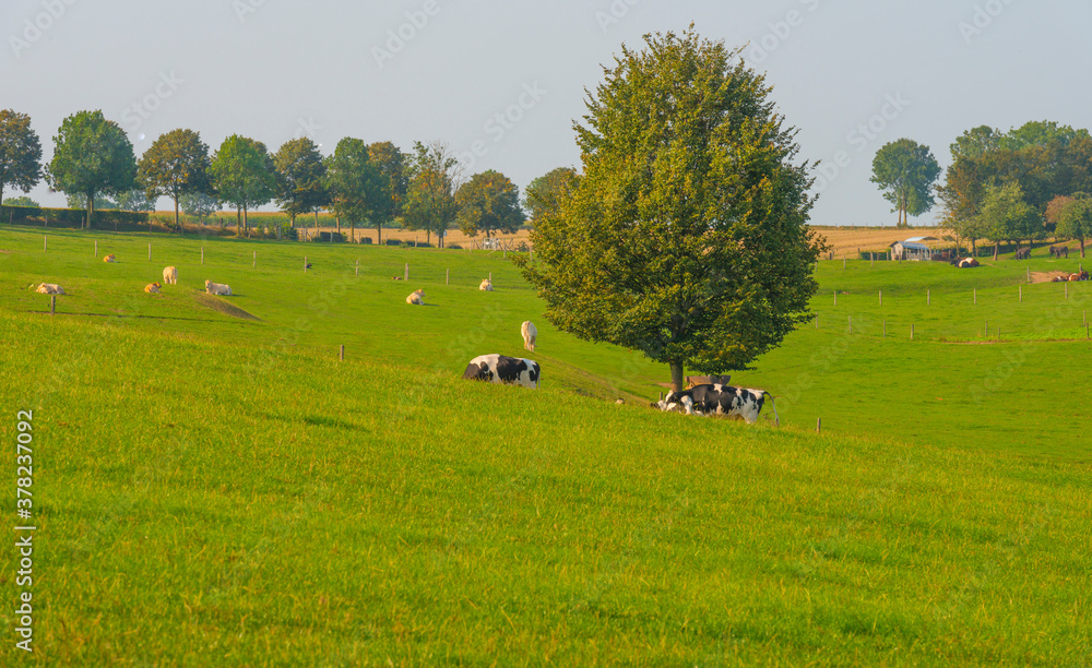 Herd of cows in a green hilly meadow under a blue sky in sunlight in autumn, Voeren, Limburg, Belgium, September 11, 2020 Herd of cows in a green hilly meadow under a blue sky in sunlight in autumn, Voeren, Limburg, Belgium, September 11, 2020