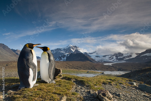 Photos King Penguins, South Georgia Island, Antarctica