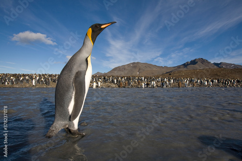 King Penguins  South Georgia Island  Antarctica