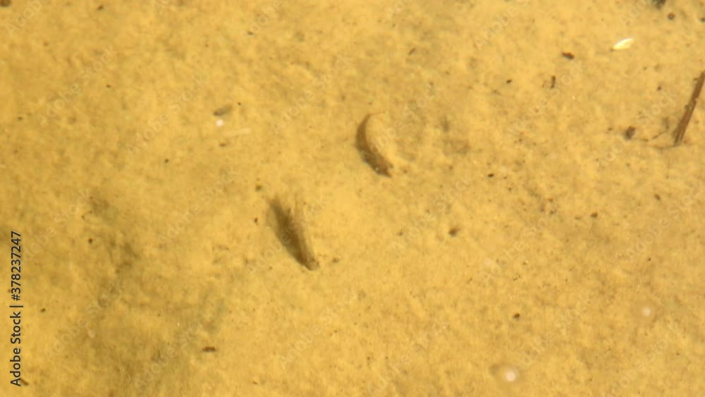 Fish in the lake against the background of the sandy bottom.
Fish in the lake against the background of the sandy bottom.