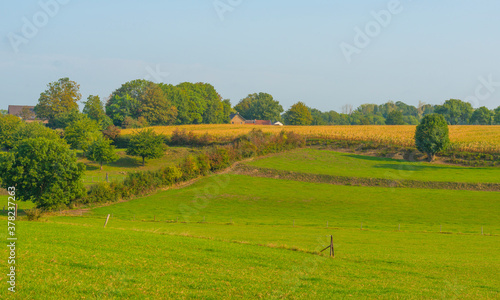 Fields and trees in a green hilly grassy landscape under a blue sky in sunlight at fall, Voeren, Limburg, Belgium, September 11, 2020 © Naj