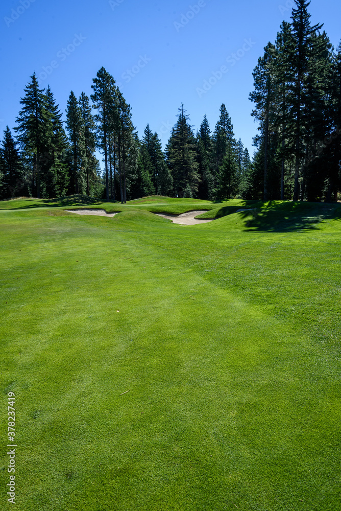 Fototapeta premium Golf course fairway, sand traps, and green, with evergreen trees and sky in background 