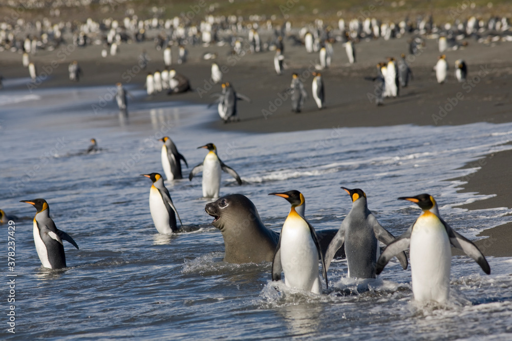 Obraz premium King Penguin and Elephant Seal, South Georgia Island, Antarctica