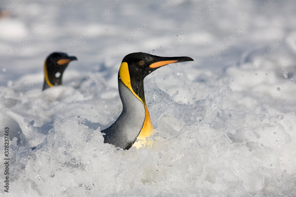 Obraz premium King Penguins in Surf, South Georgia Island, Antarctica