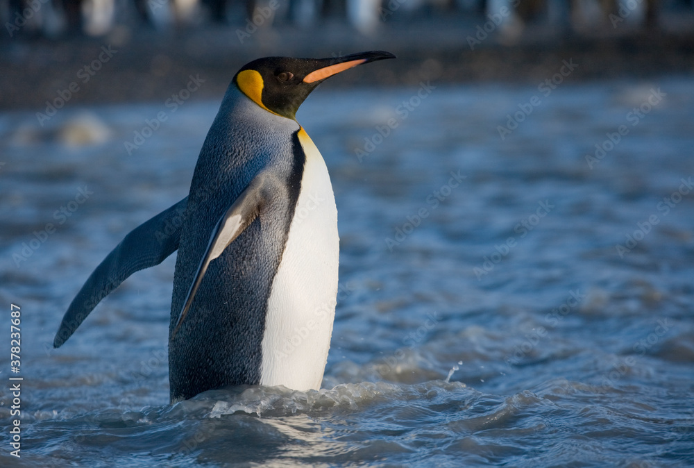 Fototapeta premium King Penguin, South Georgia Island, Antarctica