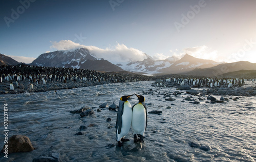 King Penguins  South Georgia Island  Antarctica