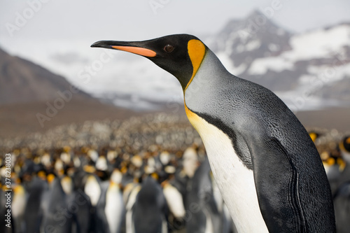 King Penguin  South Georgia Island  Antarctica