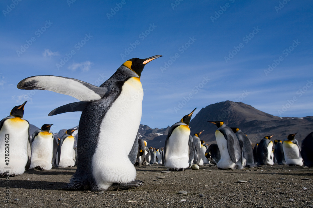 Fototapeta premium King Penguins, South Georgia Island, Antarctica