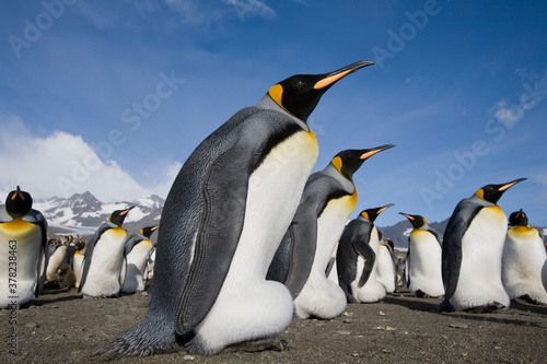 King Penguins  South Georgia Island  Antarctica