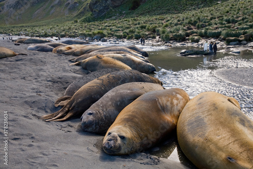 Elephant Seals, South Georgia Island, UK, Antarctica