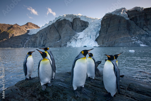 King Penguins  South Georgia Island  Antarctica