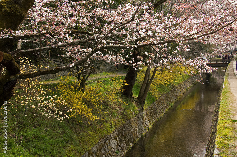 Fototapeta premium 京都の哲学の道