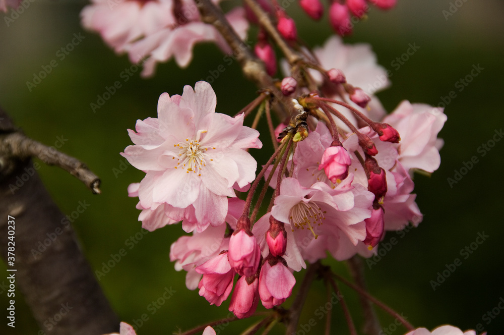 Obraz premium 濃い紅色の紅枝垂