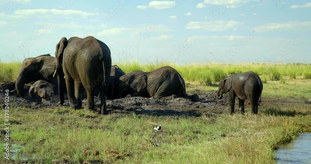 Elephants roll in mud, pan left Stock Video Adobe Stock