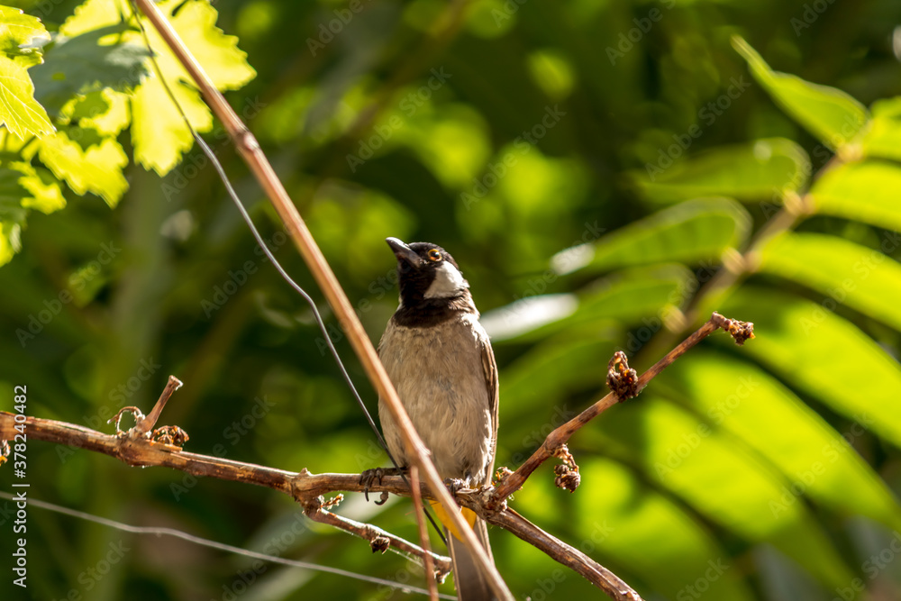 Fototapeta premium white-eared or white-cheeked bulbul on the branch of the tree