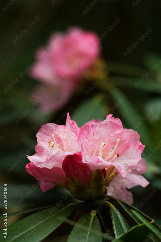 赤い綺麗な花の咲くシャクナゲ 赤い綺麗な花の咲くシャクナゲ