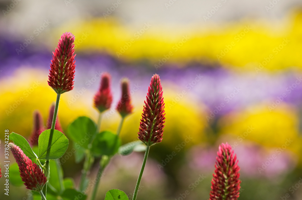 細長い濃い紅色の花を付けるベニバナツメクサ Stock Photo Adobe Stock 細長い濃い紅色の花を付けるベニバナツメクサ Stock Photo Adobe Stock